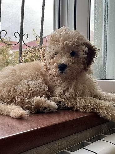 zvonok it satilir: Pudel, 4 ay, Erkek, Peyvəndli — 1