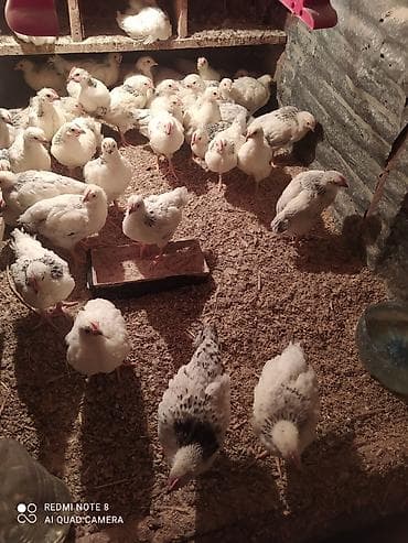 karlik dovsan satisi: Toyuq cücələri, Ətlik — 5