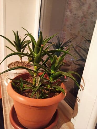 diri baliq satisi: Masazır ev gülləri — 4