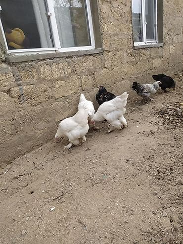 broyler cuce satisi: Toyuq, Yumurtalıq — 4