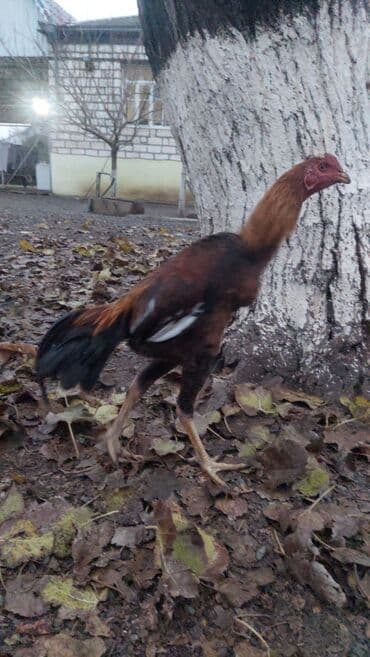 cuce satışı: Xoruz, il: >5 — 4