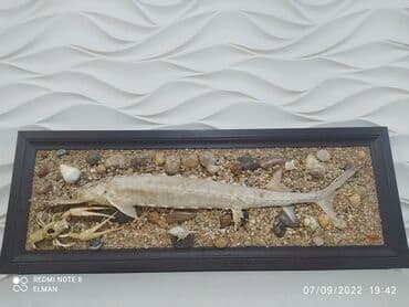 Balıq əl işi.Uzerindeki balıq təbii balıqdır. Gözəl bir