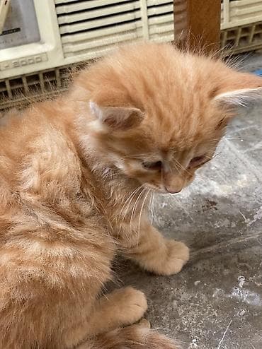 sahibləndirmə: Yaxşı əllərə — 4