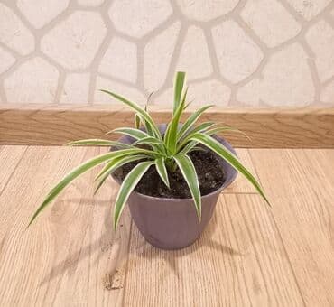 высокий кактус: Otaq Bitkisi


Çatdırılma Metro Sos 2azn — 5