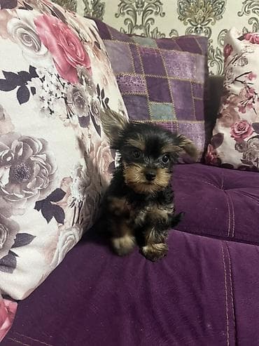 york terrier: Yorkşir teryer, 2 ay — 5