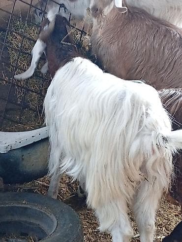 Птицы: Salam 1 ədəd təmiz hələb keçisi 2 qarın doğub tək satılır təzə — 4