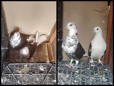 Bugda dimdikler goy cepdiler maya temiz cepdi ama erkeyin guyuruqu