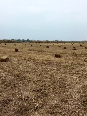ferma icarəyə verilir: Əkin sahesi 2 hektar,Ərazi Salyan rayonu pambıqkend kendi — 2