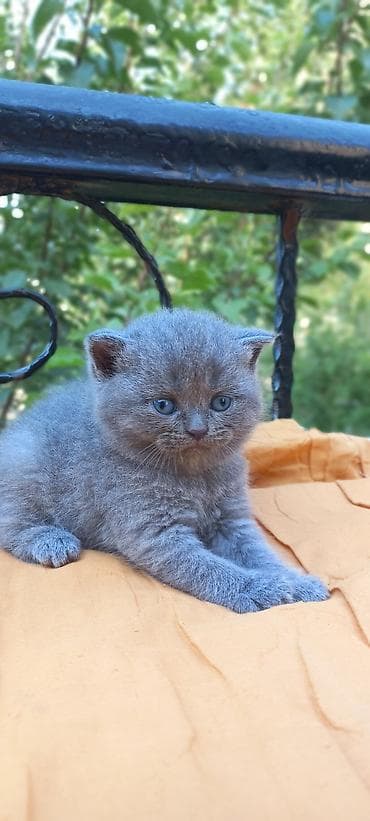 heyvan: Şotland yastı qulaq — 2