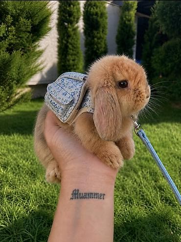 baytar nomresi: Çox gözəl və nadir rəngə sahib Holland Lop balası satılır. 🐰 2 aylıq — 6