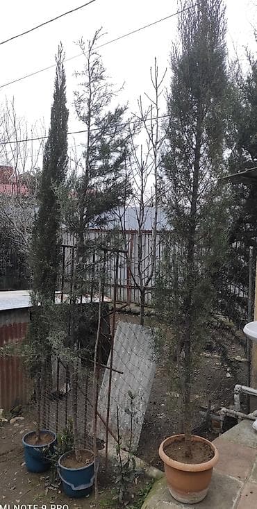 tradeskansiya bitkisi: Hündür dekorativ ardıc/kiparis fidanları - Növ: iynəyarpaqlı — 5