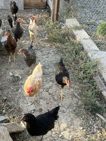 cücə və xoruz: Toyuq, Australorp, Brama, Damazlıq, Ünvandan götürmə — 2