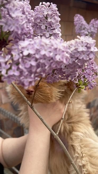 pomeranian mini: Dişi — 3