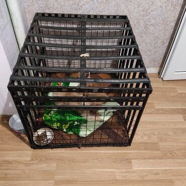 it üçün: Kletka (it ücün) demirdən hazırlanıb. ölcü. Hündürlük 80 En 70 — 3