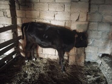 Akvariumlar: Qara rəngli dana satılır. - Növ: Mal-qara (dana) - Rəng: Tam qara — 1