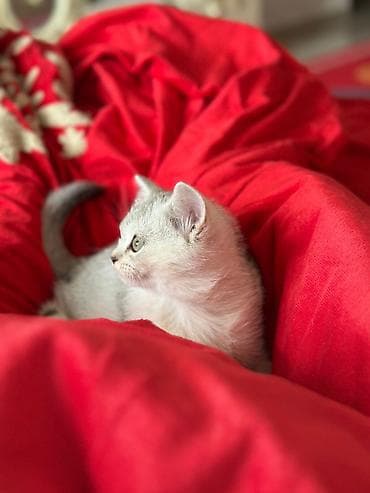 it pişik: Britan — 2