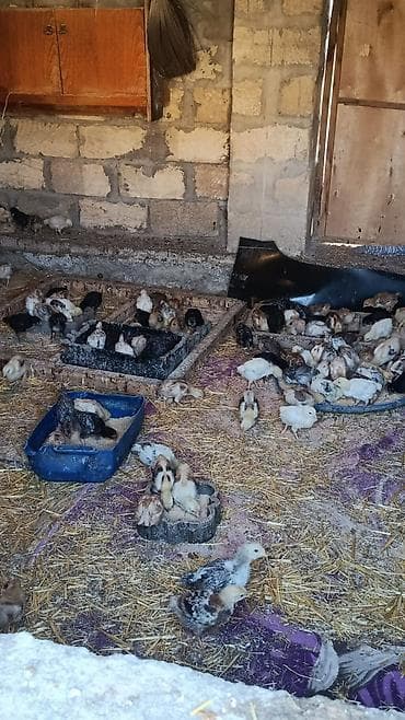 gəncə toyuq satan: Toyuq cücələri, Ətlik — 3