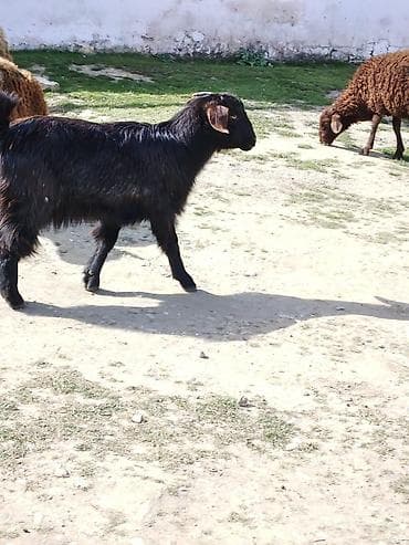 beyləqan sortu qoyun və quzuları: Dişi, Hələb, il: 1, Damazlıq — 4