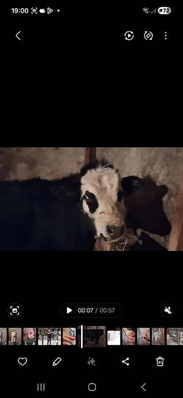 erkey danalar: Qeseng erkek dana super aktiv danadır simental sahron qarısığı — 3