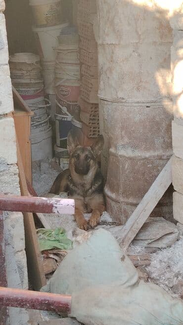 coban iti sekilleri: Alman çoban iti, 9 ay, Dişi, Peyvəndli, Ünvandan götürmə, Ödənişli çatdırılma, Rayonlara çatdırılma — 1