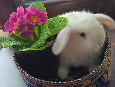 Mavi gozli holland lop
