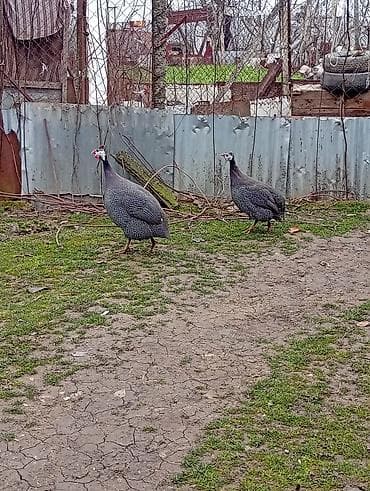 Erkey fərə firəng toyuğlari cutu 35azn,unvan Şamaxi. Pintadyan