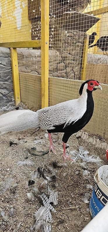 Tutuquşları: Gümişi girgovul balari satilir şəkildəkilərdi — 1
