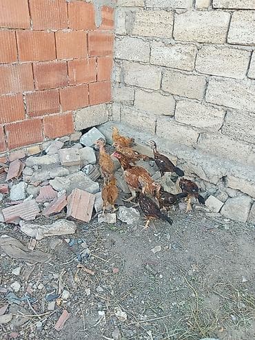 i̇sm: Toyuq, Damazlıq — 6
