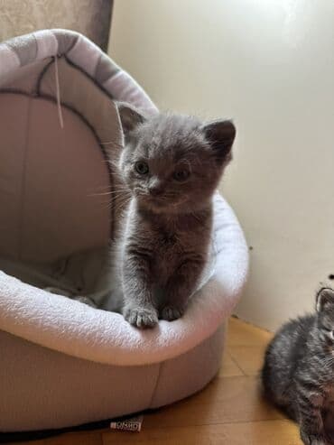 Şotland, Yaxşı əllərə