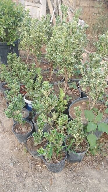 Həmişəyaşıl dekorativ kollar – qablarda - Növ: Euonymus japonicus