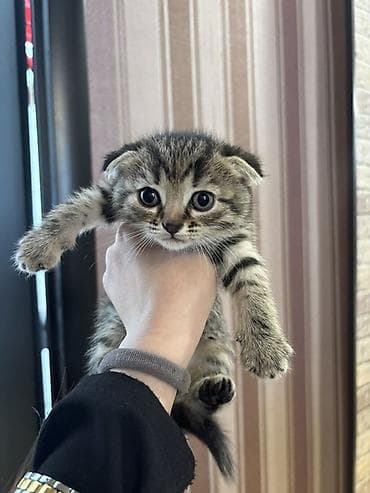 1 azn pişik: Şotland yastı qulaq, Dişi — 2