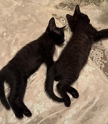Pişiklər: Yaxşı əllərə — 2