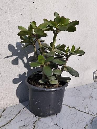 ev guller: Pul gülü (Crassula ovata) – saksıda ətli yarpaqlı sukulent. - — 6