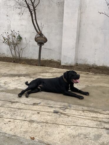 Kane-Korso, 2 il lalafo.az -da Kane-Korso, 2 il