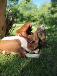 Qatıq: Keci sudu satilir.Qiymeti 3 manat.catdirilma var(odeniwli)!!Baki wheri — 2