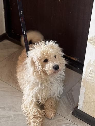 it magazasi: Bişon Frize, 7 ay, Erkek, Ünvandan götürmə — 5