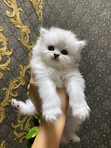 Ağ, uzun tüklü balaca pişik balaları - Növ: Ev pişiyi (uzun tüklü, ağ — 5