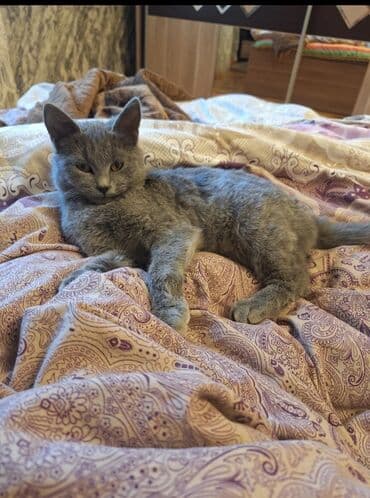 золотая шиншилла купить: Самка, В добрые руки, Самовывоз — 3