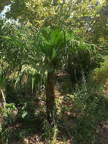 baliq topdan satis: Məhsul: Trachycarpus fortunei (kürd xurması/çəhrayı azarkeş xurması — 2