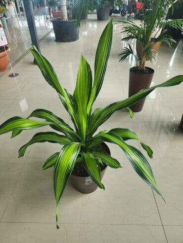 dibcek gulleri qiymeti: Bitgi və dibçəklər — 9