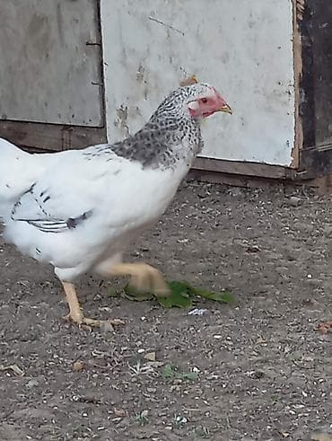qizil qus: Tam sağlam saf qan serebirstder vaksinleri vurlub 5ayliqdirlar( — 6