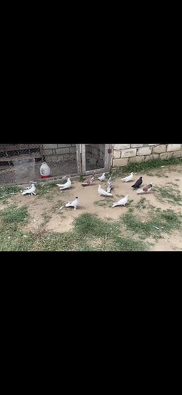 tovuz qusu satiram: 12.13 dene Heyvandı satılır hamsı tutulma Heyvanlardı Desde Sarı — 1