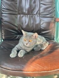 tükü olmayan pişik: Şotland, Erkək, Yaxşı əllərə, Ünvandan götürmə, Ödənişli çatdırılma, Rayonlara çatdırılma — 13