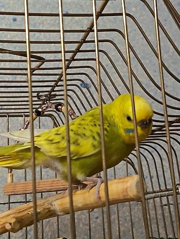 papuqay yemleri: İki Cüt Tutuquşu Satılıt Bir Cüt Ağ Bir cütdə Yaşıl və Aarı — 4