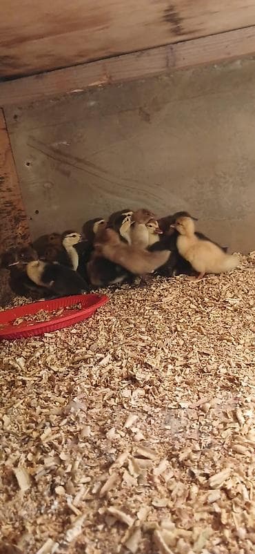 ucuz cuce: Lal ördəy ördəyi balaları – müxtəlif rənglərdə (sarı, qəhvəyi — 1