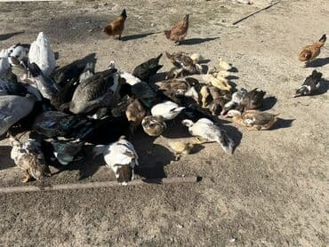 kuban ördek: Salam Aleykum Satılır Ördək Qaz Ördək Cücəsi Toyoq 36 Ədəd Lal Ördək — 17