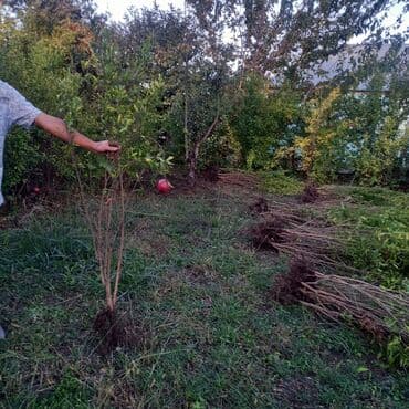 ağac tingləri: Nar.Bar ağaci — 2