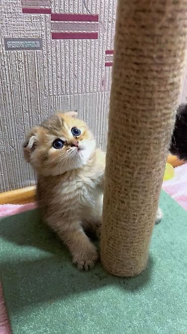 dana heyvan: Шотландская — 1