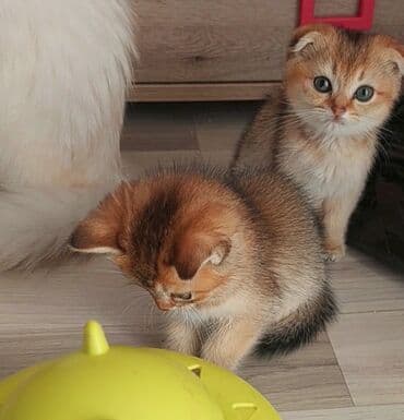 1 azn pişik: Şotland, Erkək, Dişi, Yaxşı əllərə, Ünvandan götürmə — 6