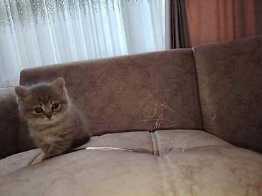 şotlant pişik: Britan — 5